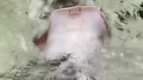 stingray cub swimming backwards