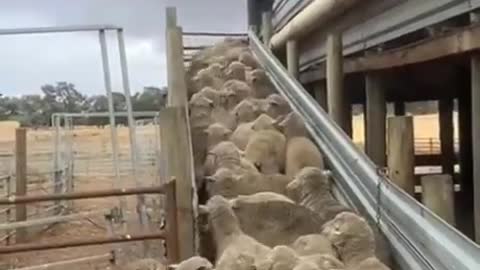 Dog parkour jumps over a herd of sheep