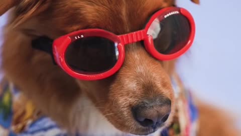 Funny Dog Videos | Funny Dogs | Dog Videos #shorts #animals #funnyvideo