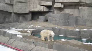 Bored Polar Bear Dances For People At The Zoo