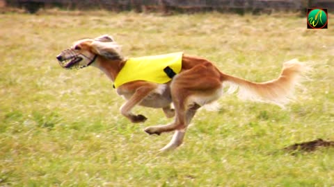 Fastest dog-top10 fastest dog in the world