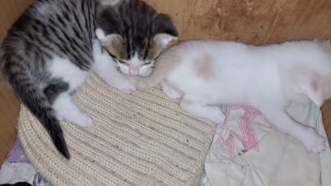 Baby kittens fight with each other. Baby kittens are so cute