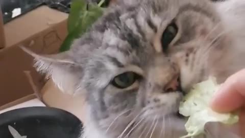 Cat eats salad
