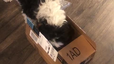 Dog opens Amazon Delivery
