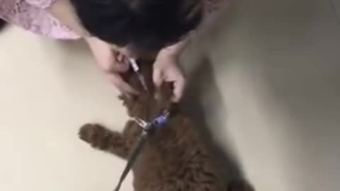 Funny Dog Injection videos | #ShortVideo