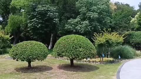 The shape of the tree is amazing