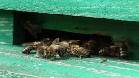 Unrestful bees in green beehive