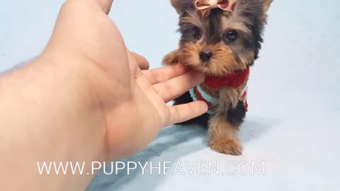 Micro Teacup Yorkie Puppy by PuppyHeaven.com