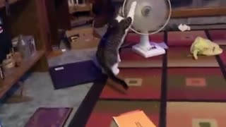 Kitty Plays With Pedestal Fan