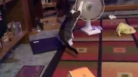 Kitty Plays With Pedestal Fan