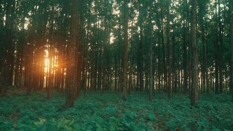 Foresta alberi