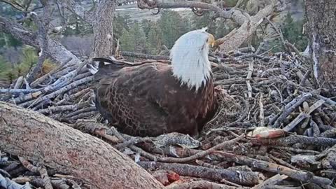 Eagle catching Fish for his babies