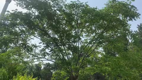 Landscape under the shade of big trees