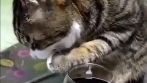 Funny Drunk cat 🤣🤣