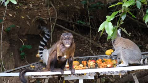 Cute animals eating food and fruit