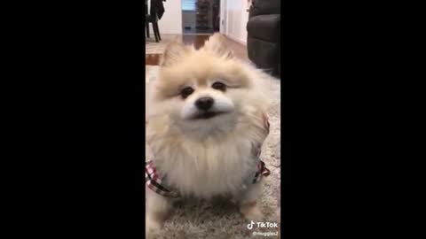 cats and dogs funny compilation videos