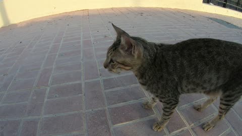 MICHAEL JACKSON - Homeless cat in Ras Al Khaimah, UAE #cat #cats #MichaelJackson #emirates #ae #UAE