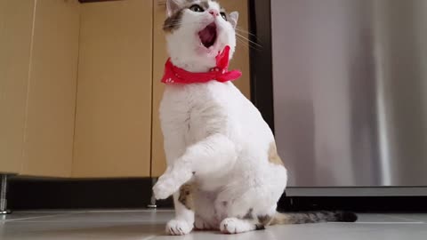 Funny 🤣🤣🤣 cat video