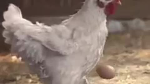 Most Funny chicken playing football with egg