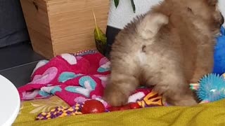 Chow Chow puppy adorably plays with stuffed animal