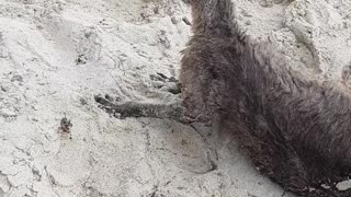 Police Rescue Confused Kangaroo from Beach