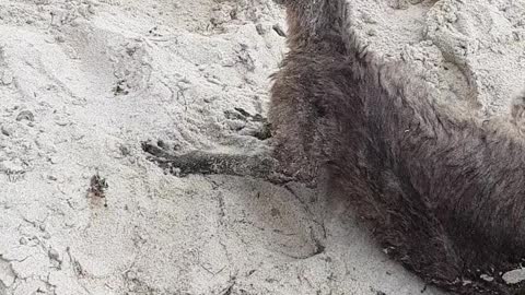 Police Rescue Confused Kangaroo from Beach
