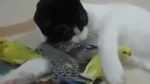 Cat and parrots are friends