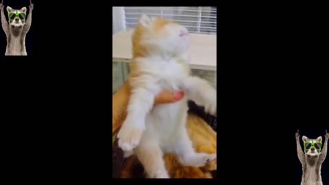 Funny cat Animal video