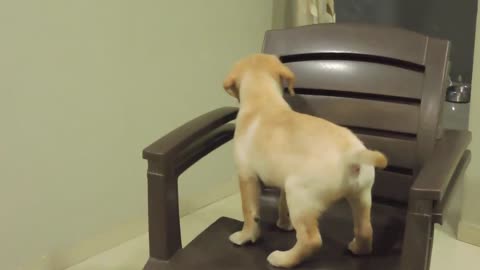 Labrador dog Puppy Cute barking