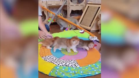 Niño se emociona al conocer a los bebés de su gatita
