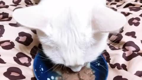 White Cat Eating Feed