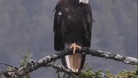 Eagle on Branch