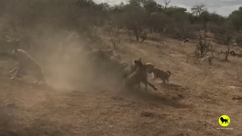 Hyenas Steal Lioness' Kill, but the Male Lion Turns the Tables!