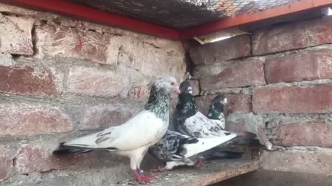 Kamgar red aye breeder pair pigeon beautiful
