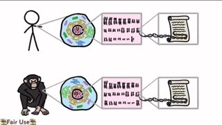 Are We Really 99% Chimp?🙈 If we ignore 18% of their genome & 25% of ours🧬📑🙊