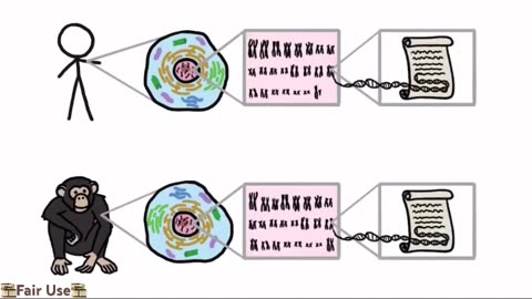 Are We Really 99% Chimp?🙈 If we ignore 18% of their genome & 25% of ours🧬📑🙊