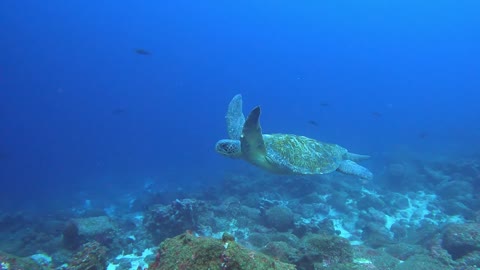 Feeding hammerheads come close to inspect scuba divers in Galapagos Islands