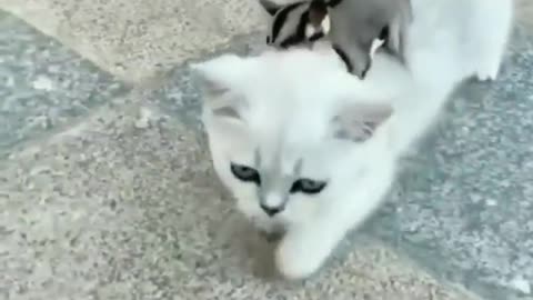 Kitten with baby yellow ducks