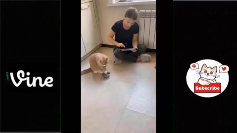 Best Funny Animal Videos Of The 2023 🤣 - Funniest Cats And Dogs Videos 😺😍😂🐶 Funny cat & dog videos