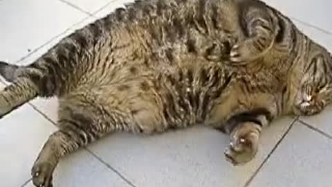 🔴LOL, That's a Fat Cat!