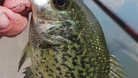 Black crappie