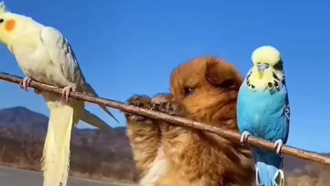 Three best friends is going for a walk|Funny parrot video|puppy is really happy with them