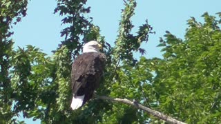 328 Toussaint Wildlife - Oak Harbor Ohio - Eagle Has Every Reason To Be Proud