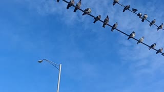 It's A Pigeon Party!