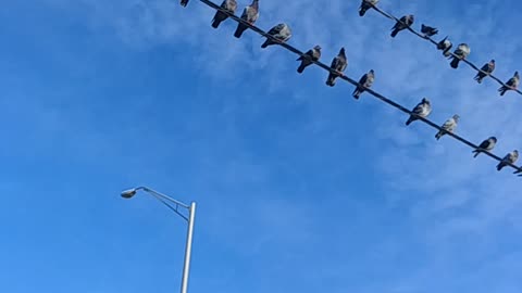 It's A Pigeon Party!