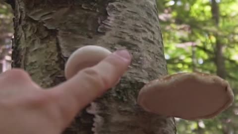 This Wild Mushroom is a Survival Multi-Tool!