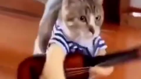 Cute Cat - Funny Animals