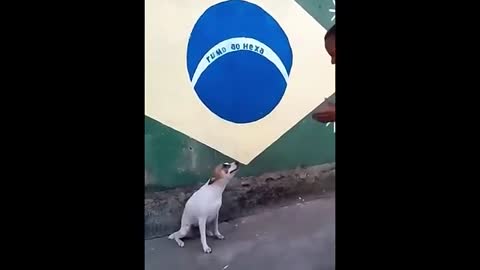 Dancing Dog 😍😮😮😮😮