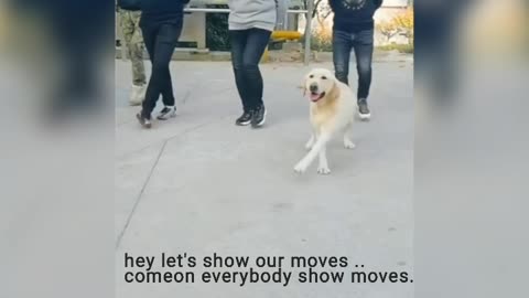 lets dance with doggo
