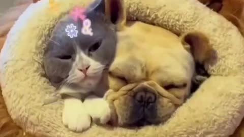 When a dog and a cat sleep together and the dog becomes rude